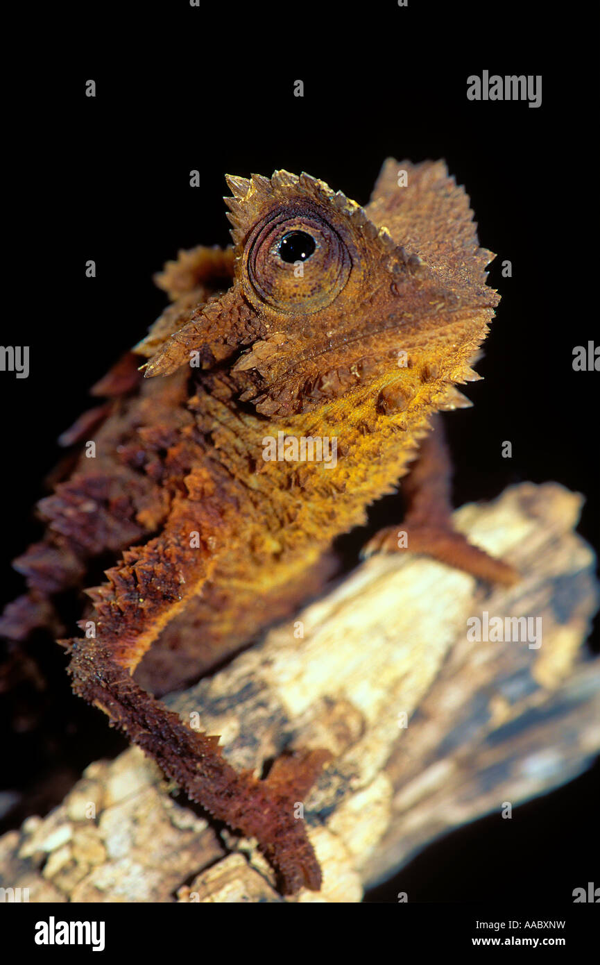 Portrait of Armoured Chameleon (Brookesia perarmata Angel) Stock Photo
