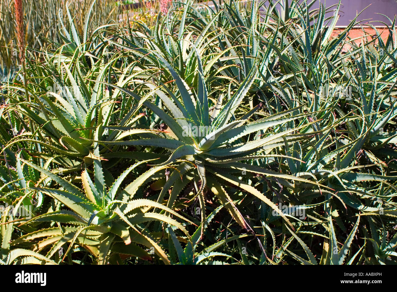 aloe vera gel pigmentflecken 96% Bio-Aloe-Vera-Gel main image 1