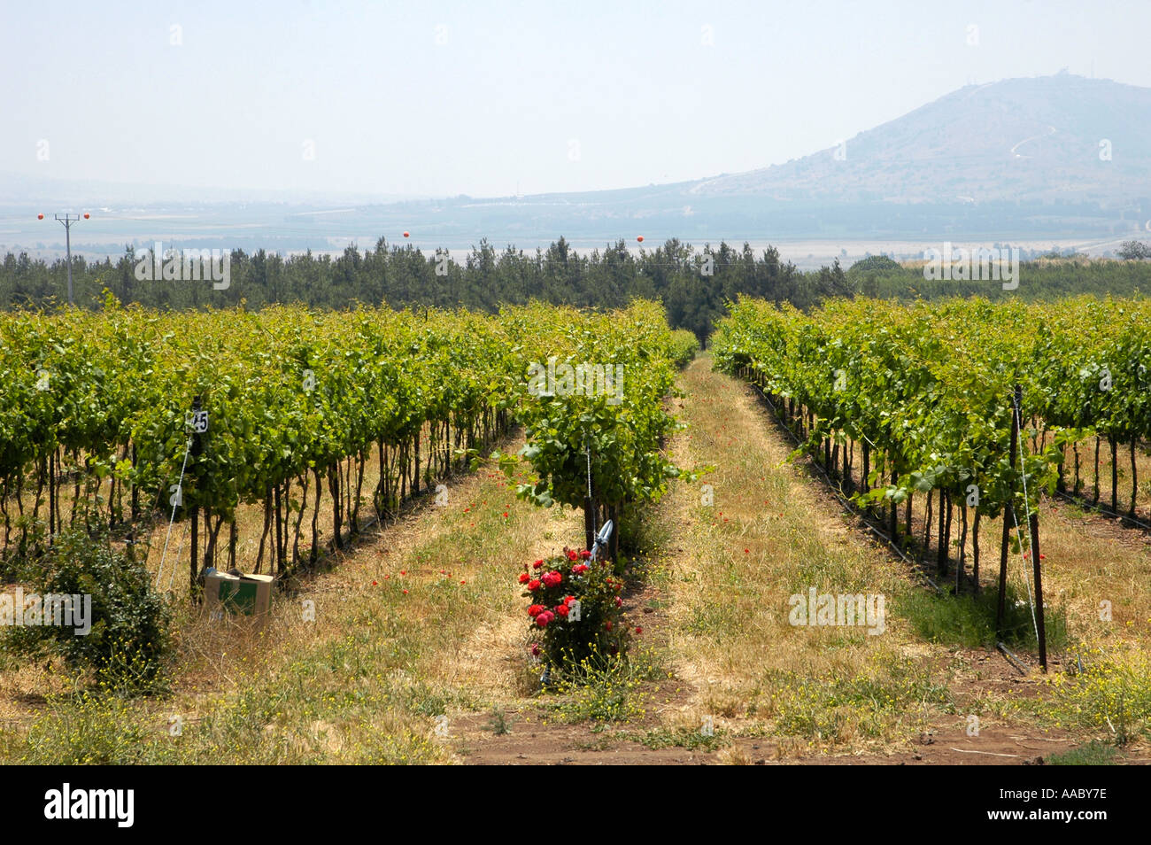vineyards-at-the-golan-heights-israel-AABY7E.jpg