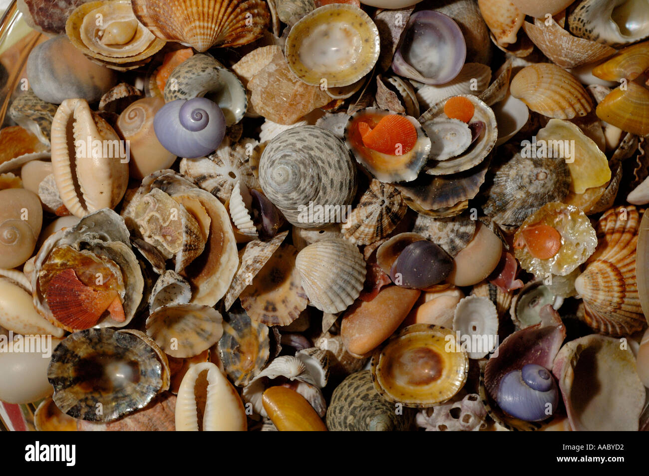 Various seashells Stock Photo