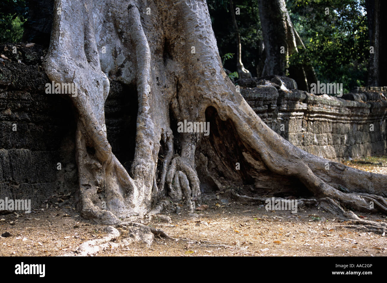 Tree overgrowing temple at Angkor Wat complex,Cambodia Stock Photo