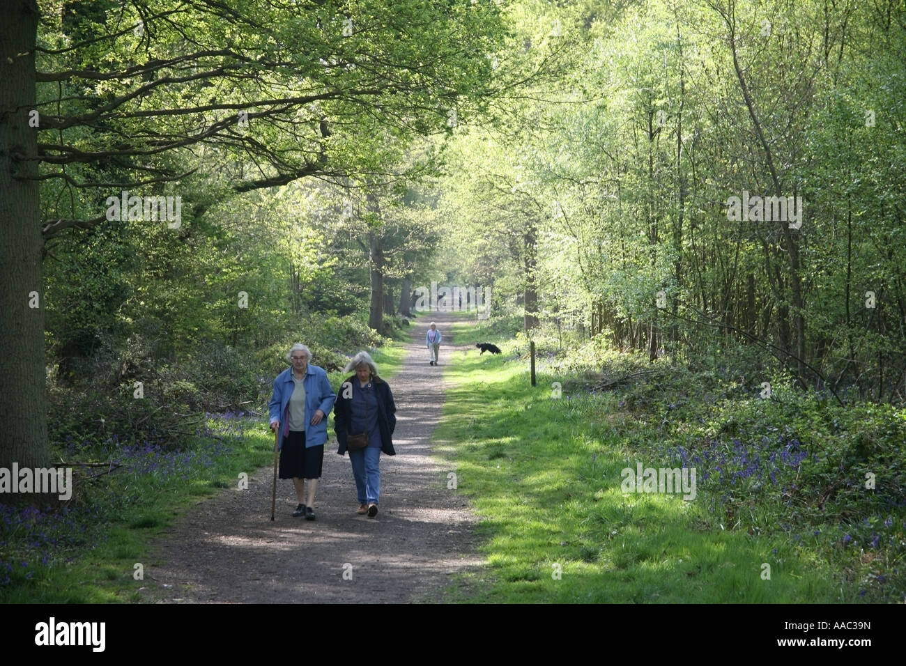 Two women walking in the woods hi-res stock photography and images - Alamy