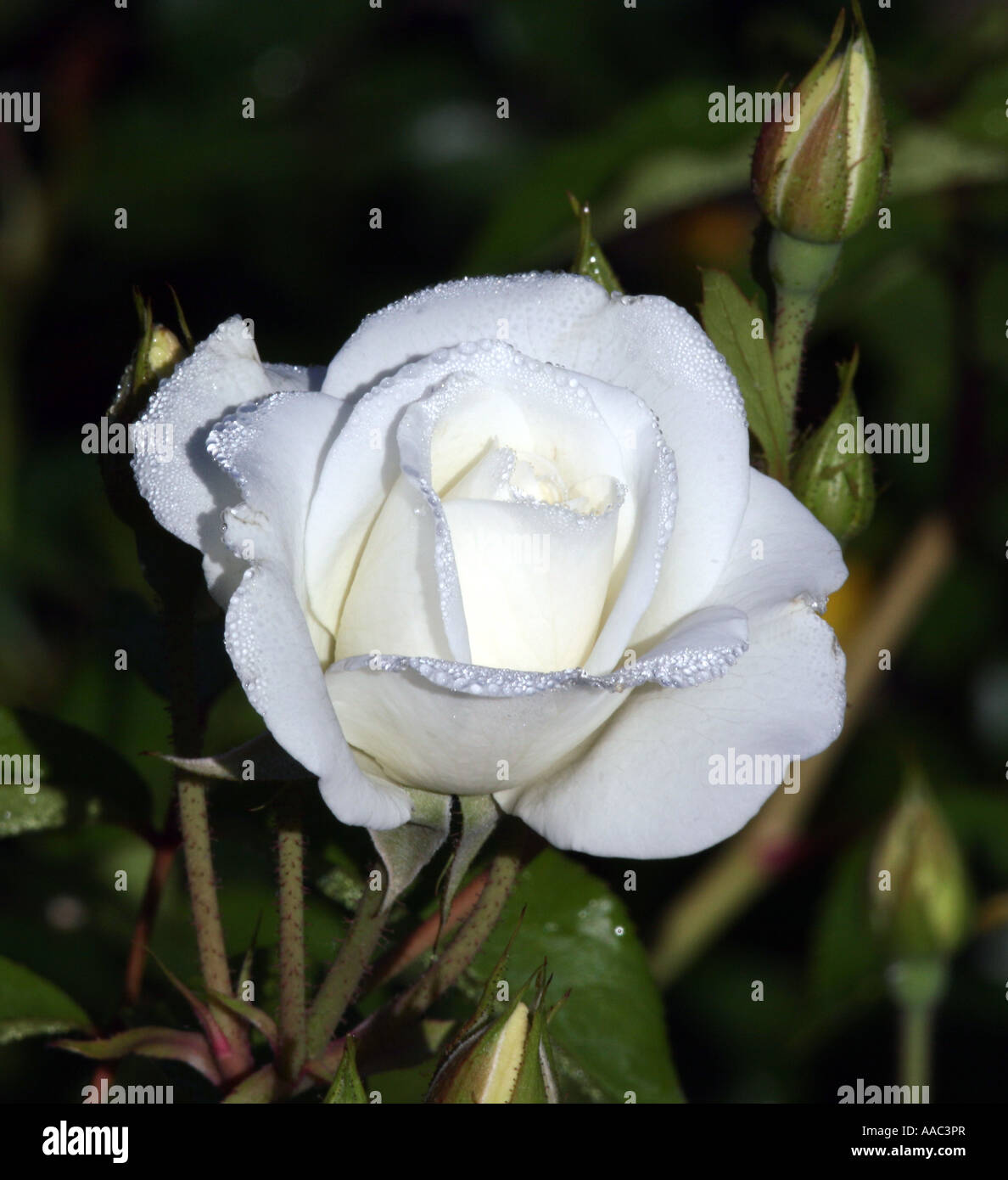 A white rose. Stock Photo