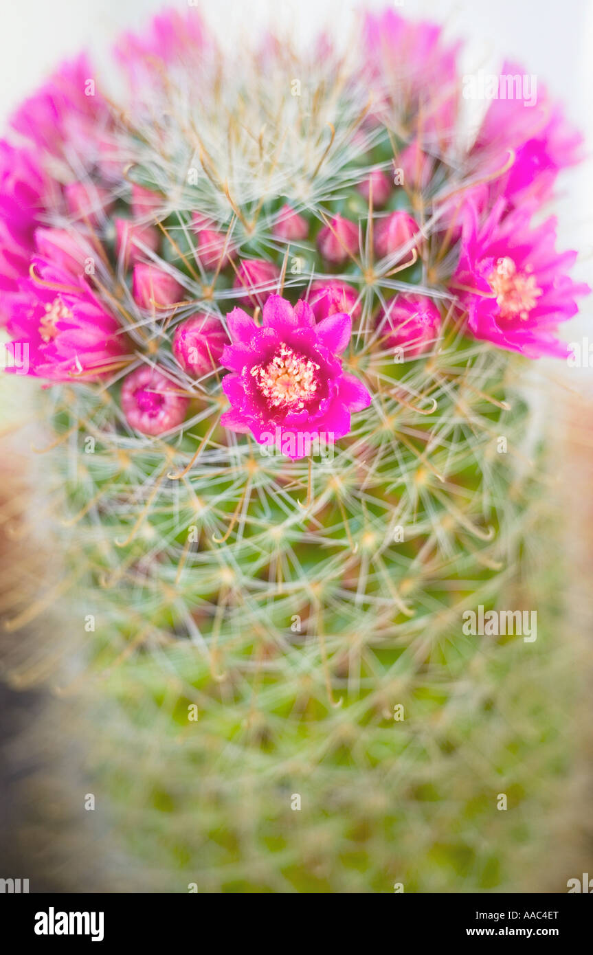 Cactaceae mammillaria zeilmanniana hi-res stock photography and images -  Alamy