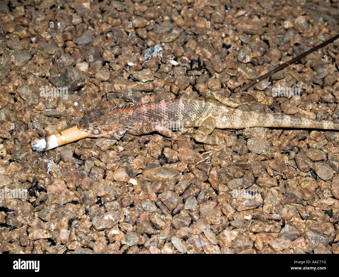 Lizard smoking a cigarette Vang Vieng Laos Stock Photo Alamy
