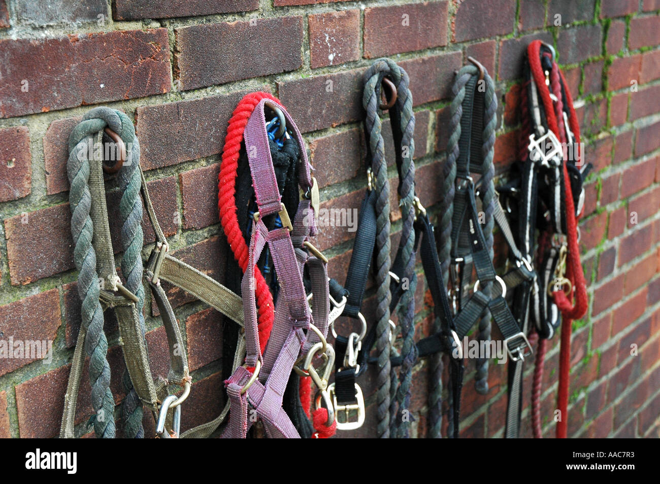 Horse Riding Gear Stock Photo - Alamy
