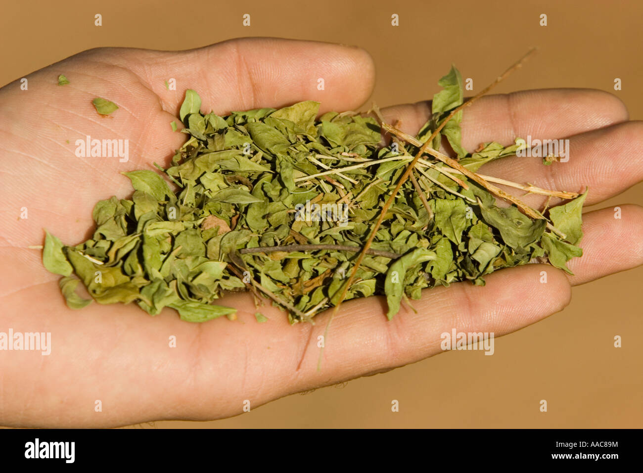 Lawsonia plant leaves used to make traditional henna designs weekly outdoor market Boumalne du Dades Morocco Stock Photo