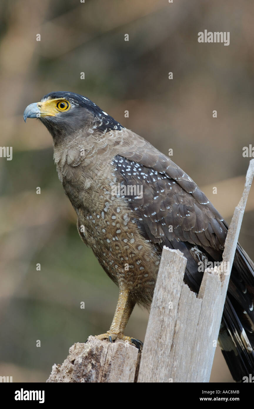 Wild Crested Serpent Eagle in the rainforest at Khao Sok National Park