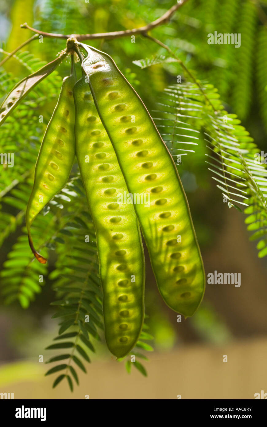 seed pod and leaves of Royal Poinciana, Flamboyant or Flame tree Stock Photo Alamy