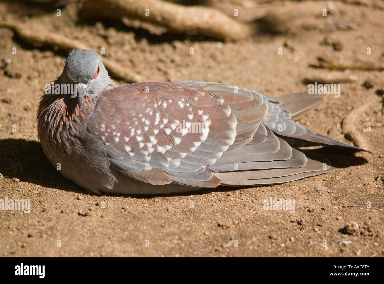 speckled Pigeon Columba guinea sunning itself on sandy ground Stock Photo