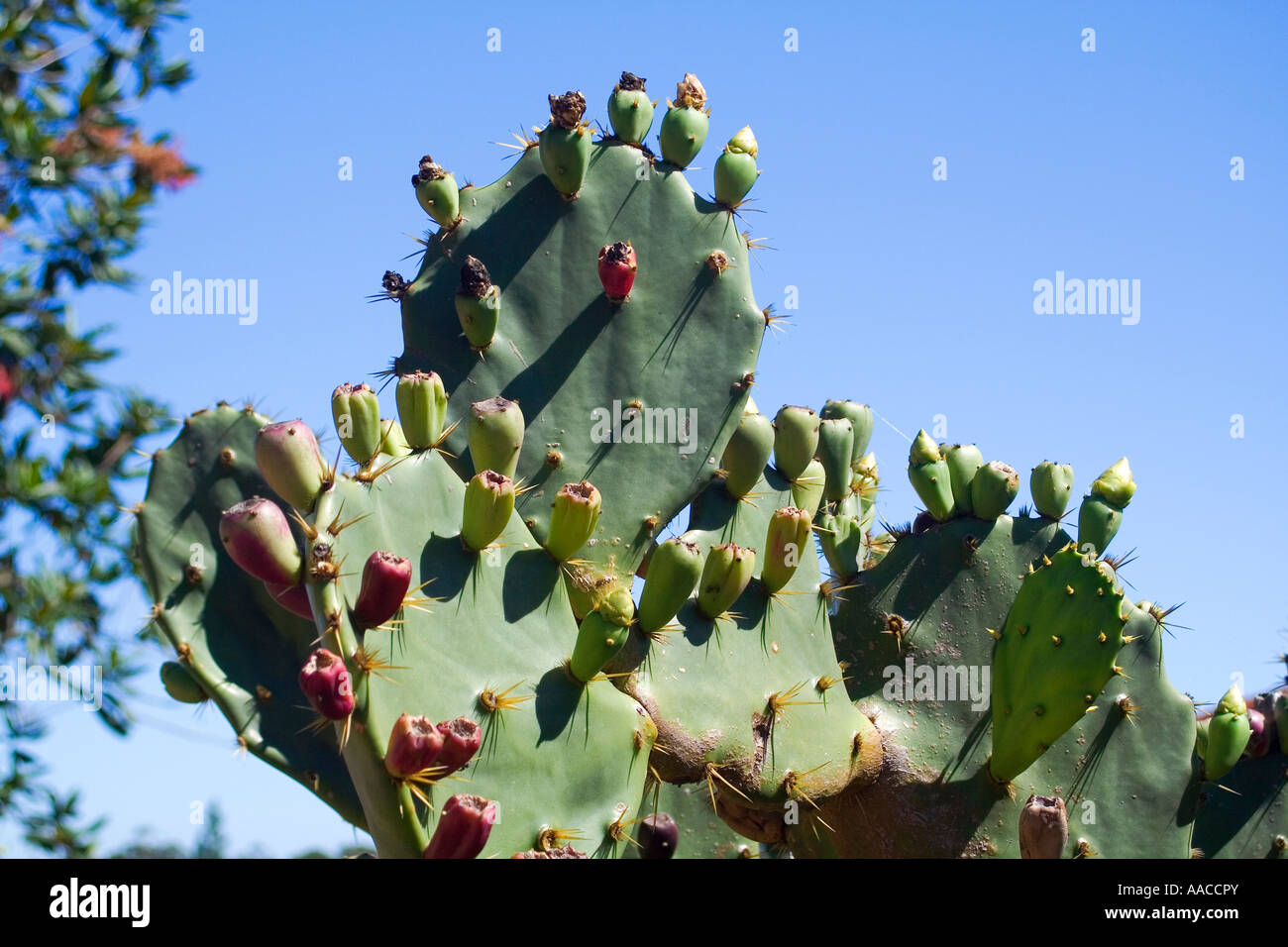 Prickly pear cacti Thorns Stock Photo