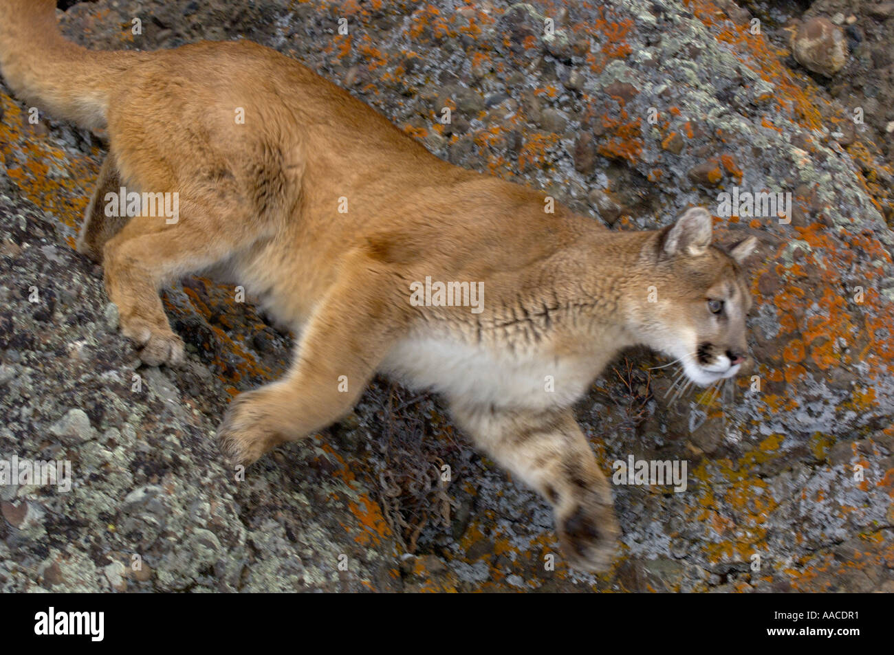 Cougar OR Puma OR Mountain Lion Puma concolor Felis concolor Leaping down rocks Stock Photo
