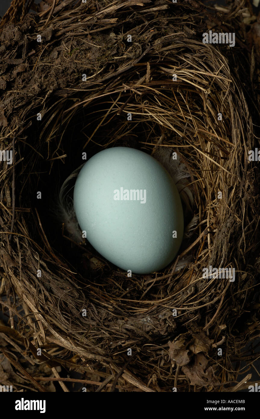 Birds egg in nest Stock Photo Alamy