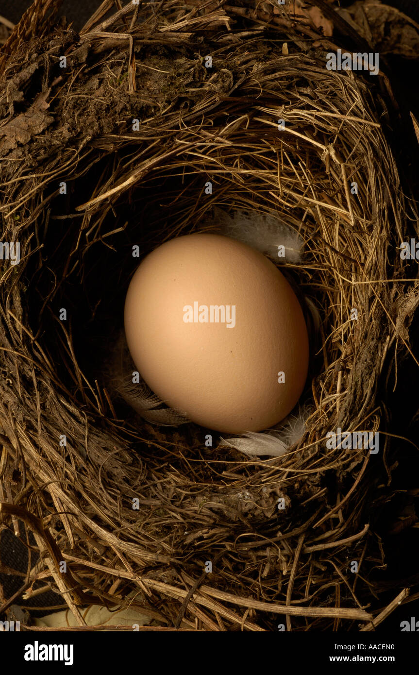 Birds egg in nest Stock Photo Alamy