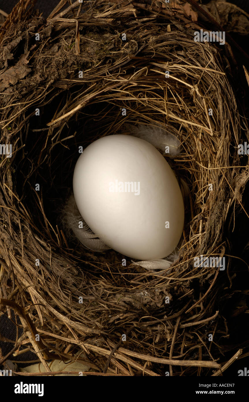 Cuckoo bird egg hires stock photography and images Alamy