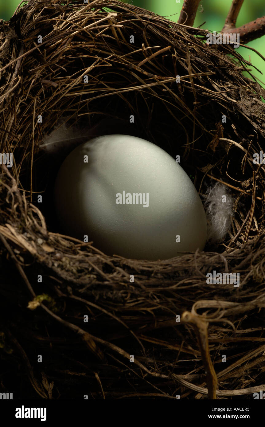 Bird's eggs in nest Stock Photo Alamy