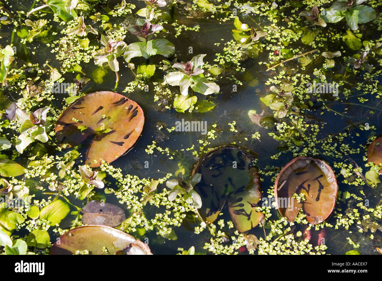 Newly hatched frog rana temporaria tadpoles basking in sunlit lily pads in garden pond with ramshorn snail Stock Photo