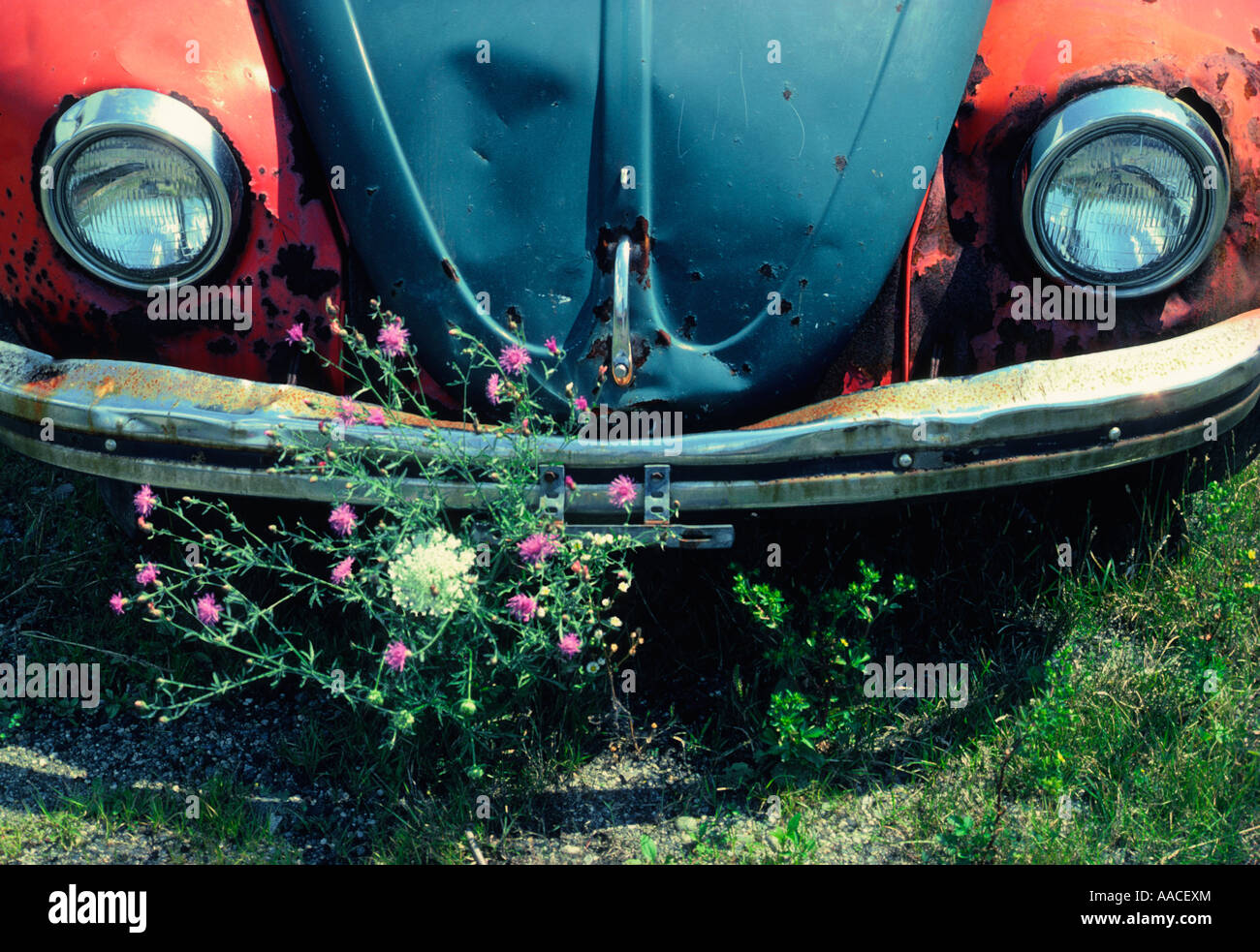 Car cemetery old red and blue Volkswagon Beetle automobile abandoned. Automobile junkyard. Wildflowers Stock Photo