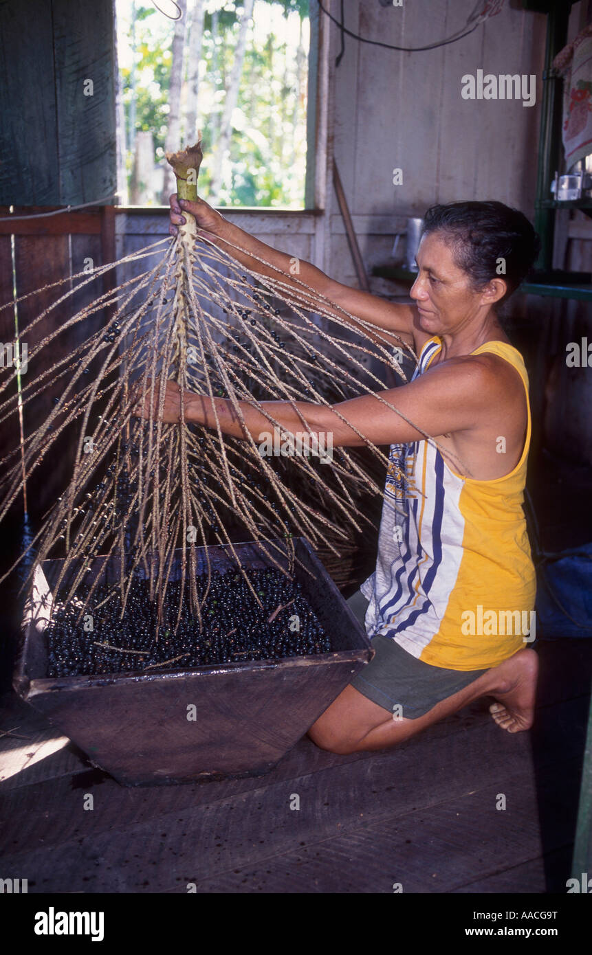 Racial mixed woman threshing açaí fruit Amazon rain forest Brazil Sustainable work Stock Photo