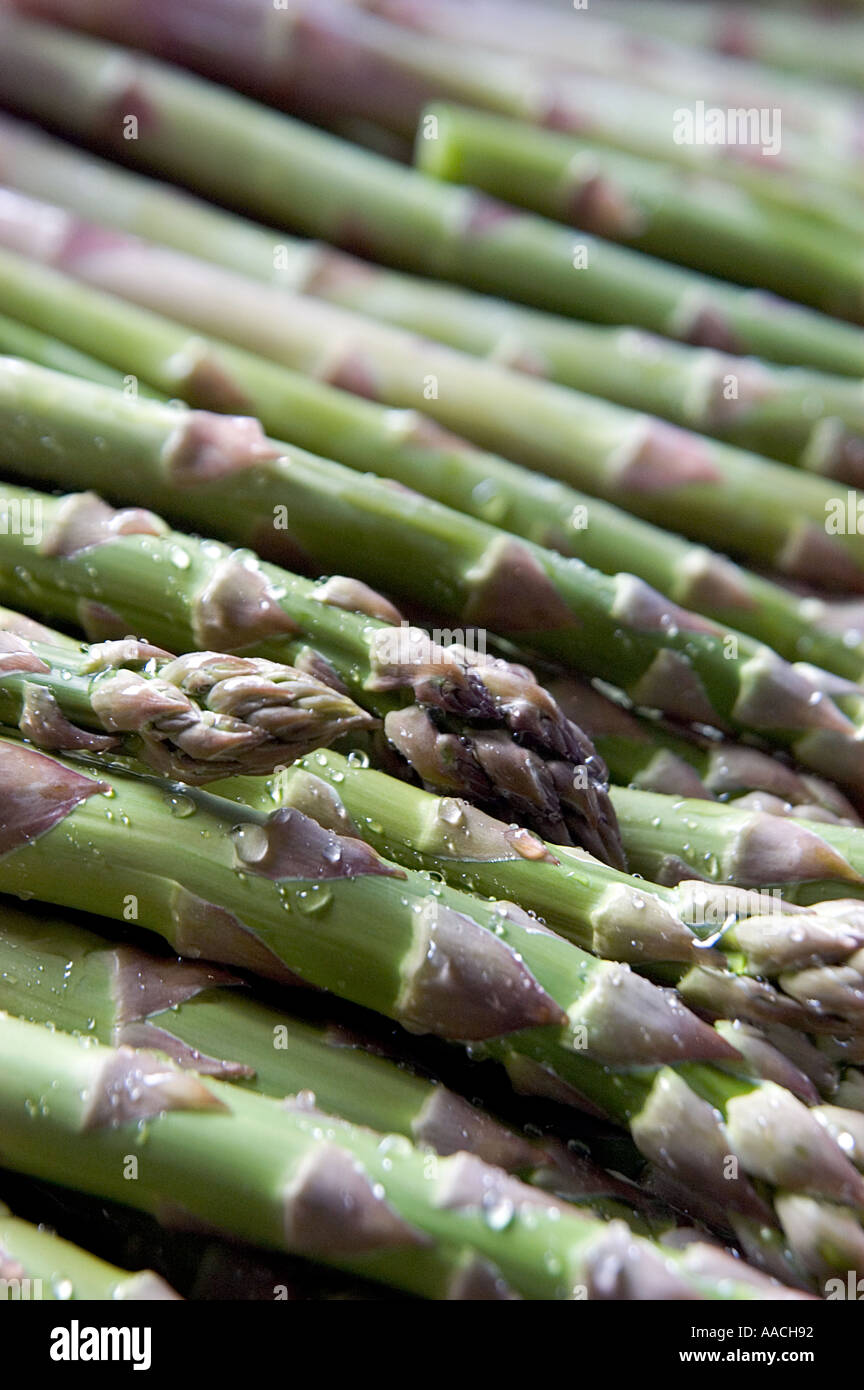 The freshest spears of English asparagus possible - straight from the fields. Being washed on the farm where they were grown. Stock Photo