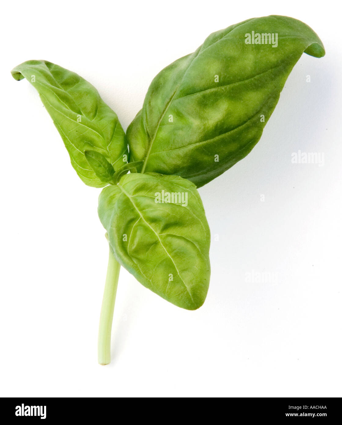 Sprig of fresh Sweet Basil. Three bright, green, crinkly, leaves on a single stem. Shot on a white background, ready to cut out if needed. Stock Photo