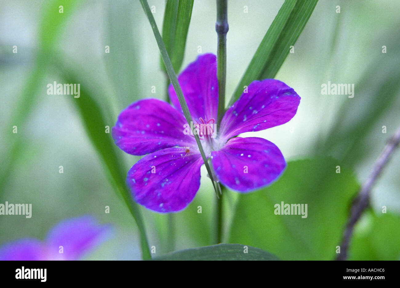 Close-up of Meadow Crane's bill flower Geranium pratense Stock Photo