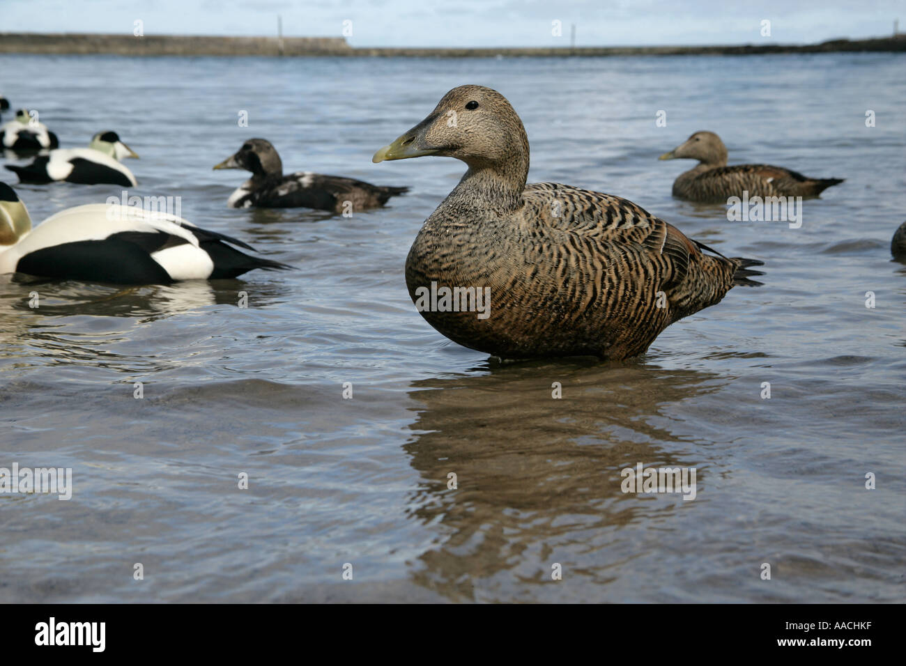 EIDER DUCK Somateria mollissima female Stock Photo - Alamy