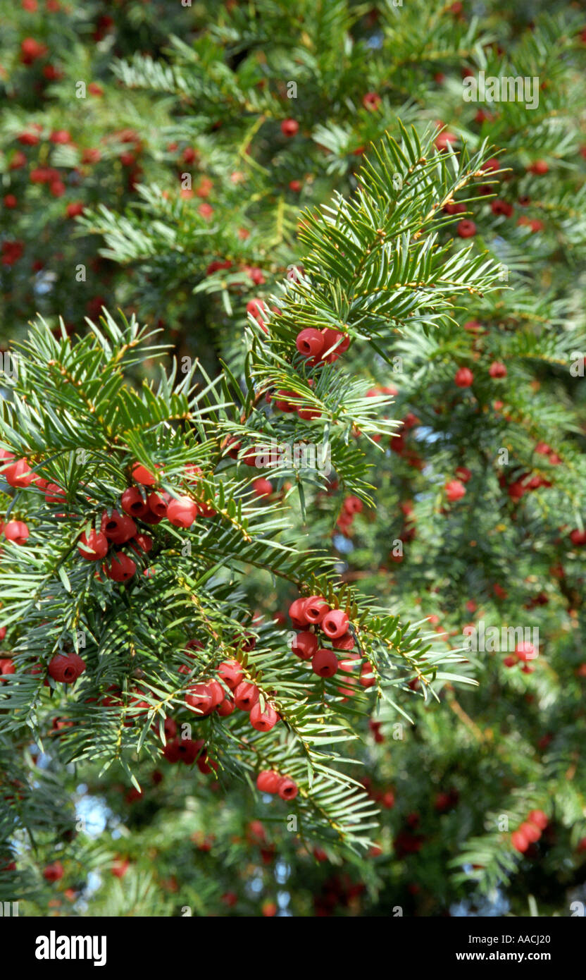 Yew Taxus baccata tree in close-up Stock Photo