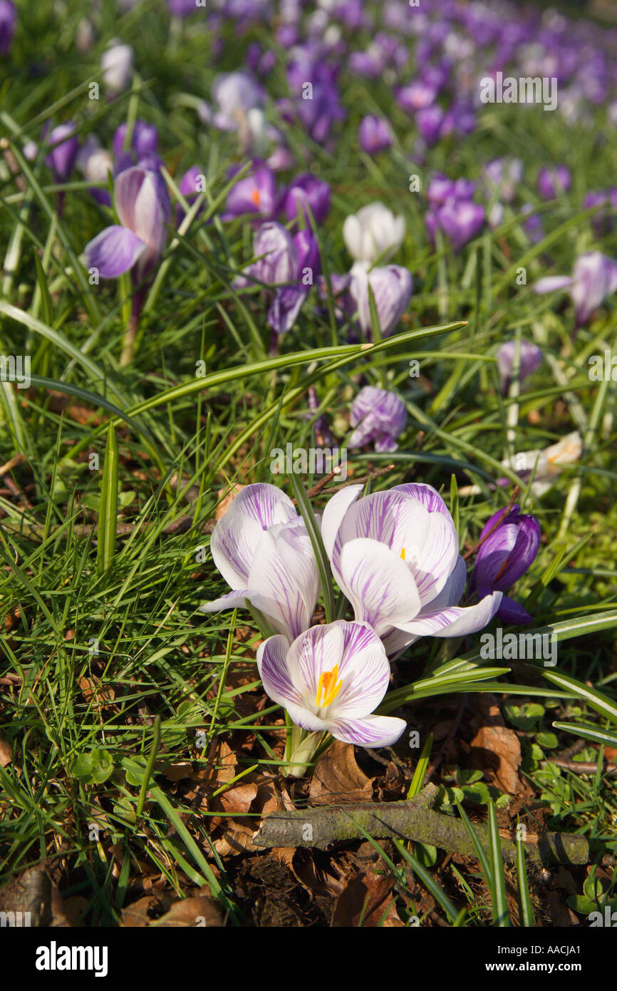 Close up of purple and white crocuses England Stock Photo