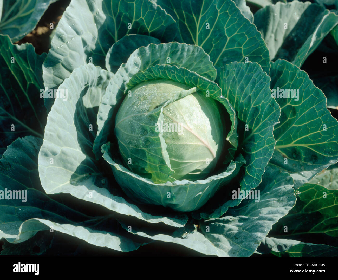 Mature round winter cabbage plant before harvest with dew or rain drops resting on leaves and heart Stock Photo