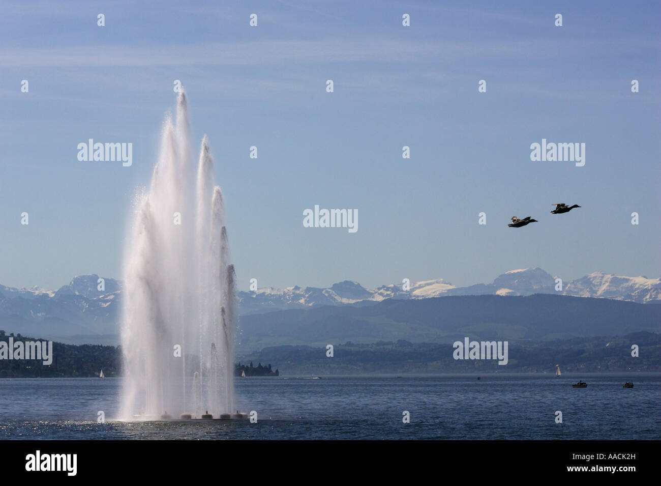 Water fountain in Zurich lake with Alp panorama, near Zurich, Switzerland Stock Photo Alamy