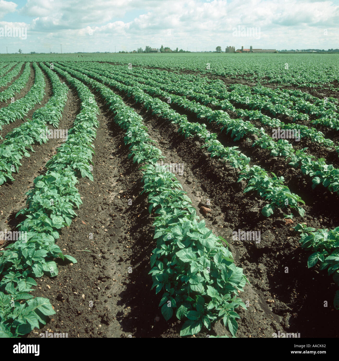 Immature potato Solanum tuberosum crop with curving ridges and good foliage Stock Photo