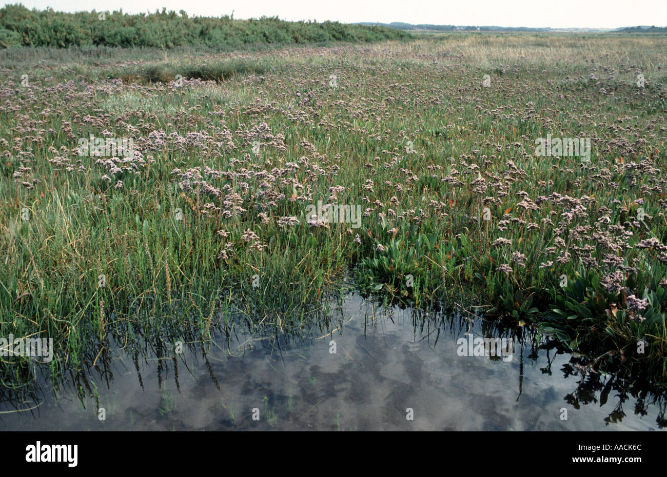 A saltmarsh behind a Norfolk beach with vegetation particularly sea lavender Limonium vulgare in flower Stock Photo