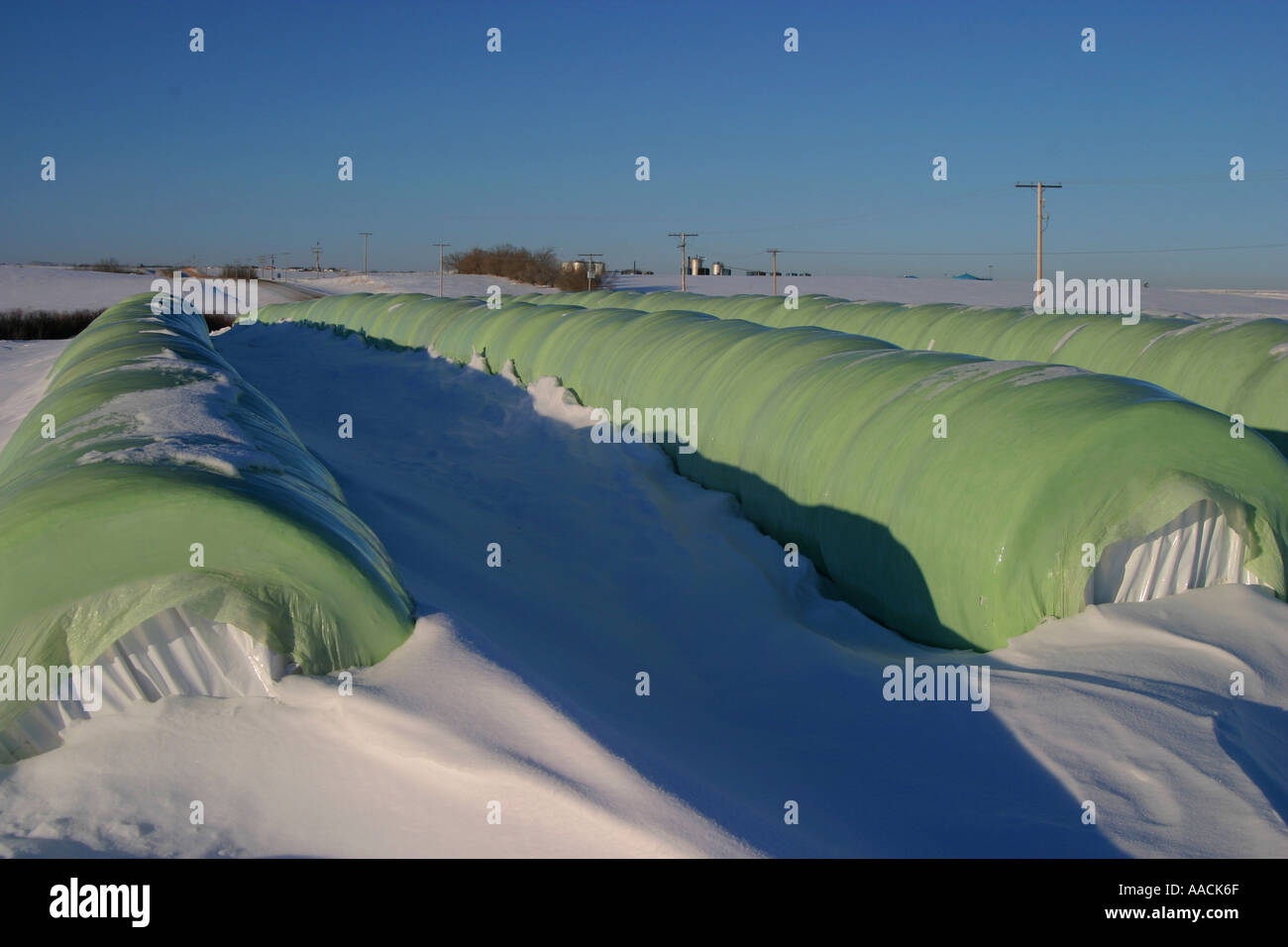 Plastic wrapped round bales Stock Photo - Alamy