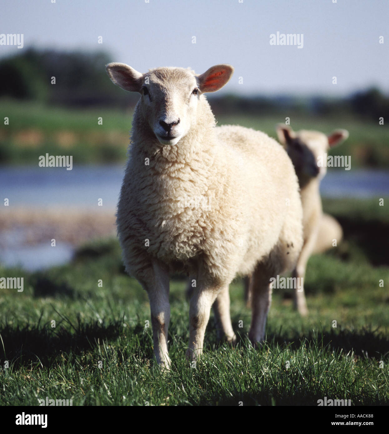 Lamb looking towards camera on river bank Ovis aeries Devon UK Stock Photo