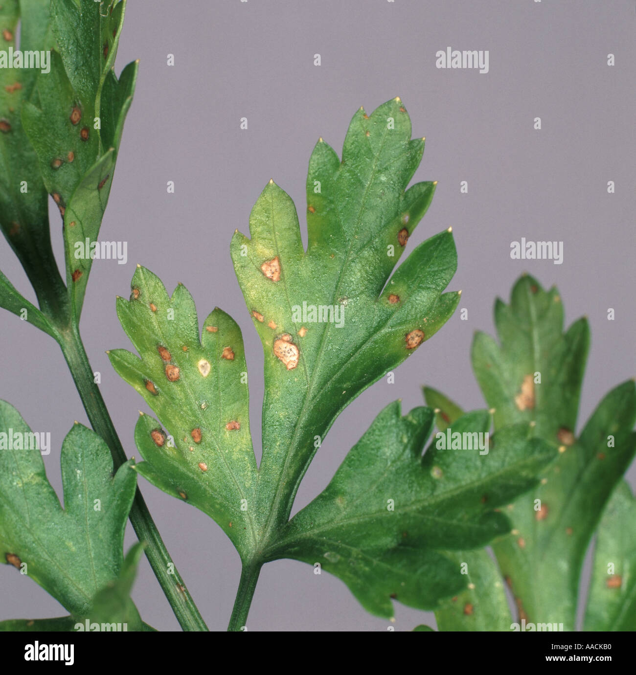 Leaf spot Septoria petroselini on flat leaved parsley Stock Photo