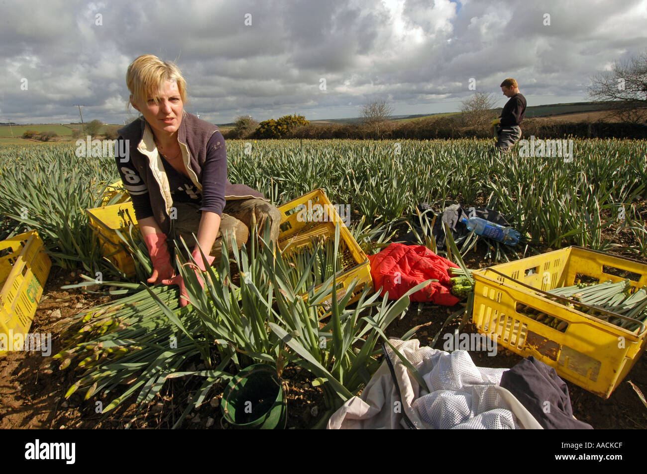 Migrant workers from Poland Latvia and Lithuania work on daffodil picking in the summer months in Cornwall, UK. Stock Photo