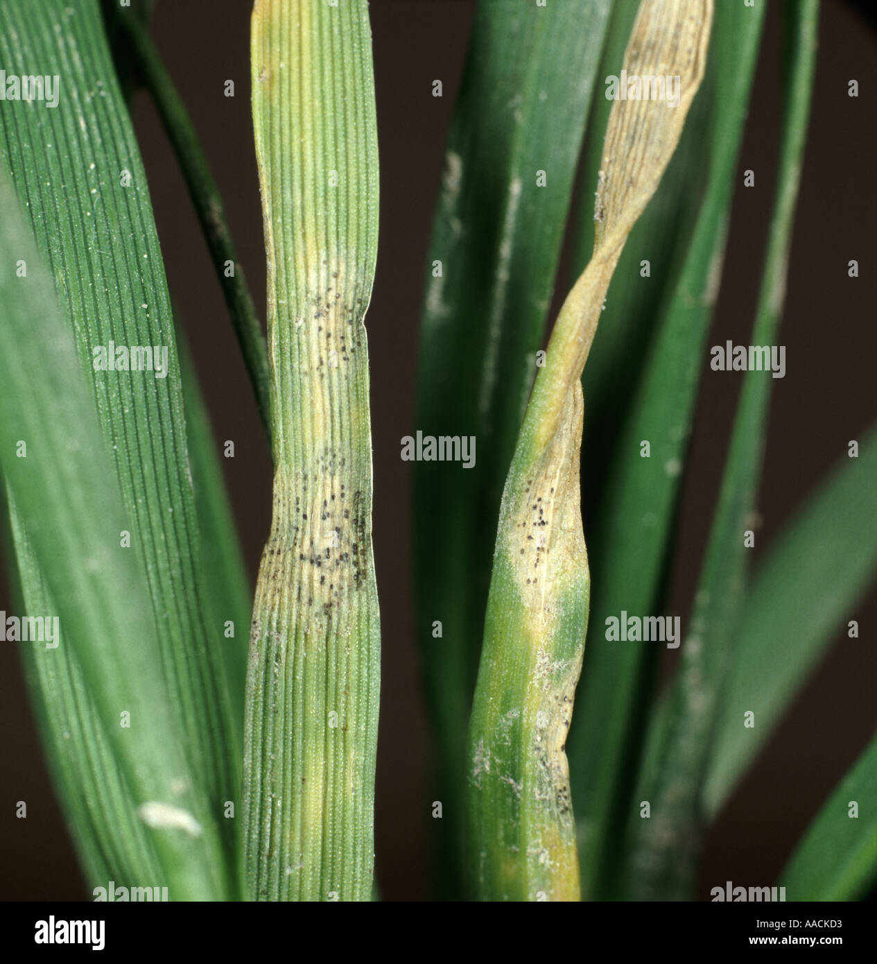 Septoria leaf blotch Zymeptoria tritici on wheat fungal lesion Stock Photo