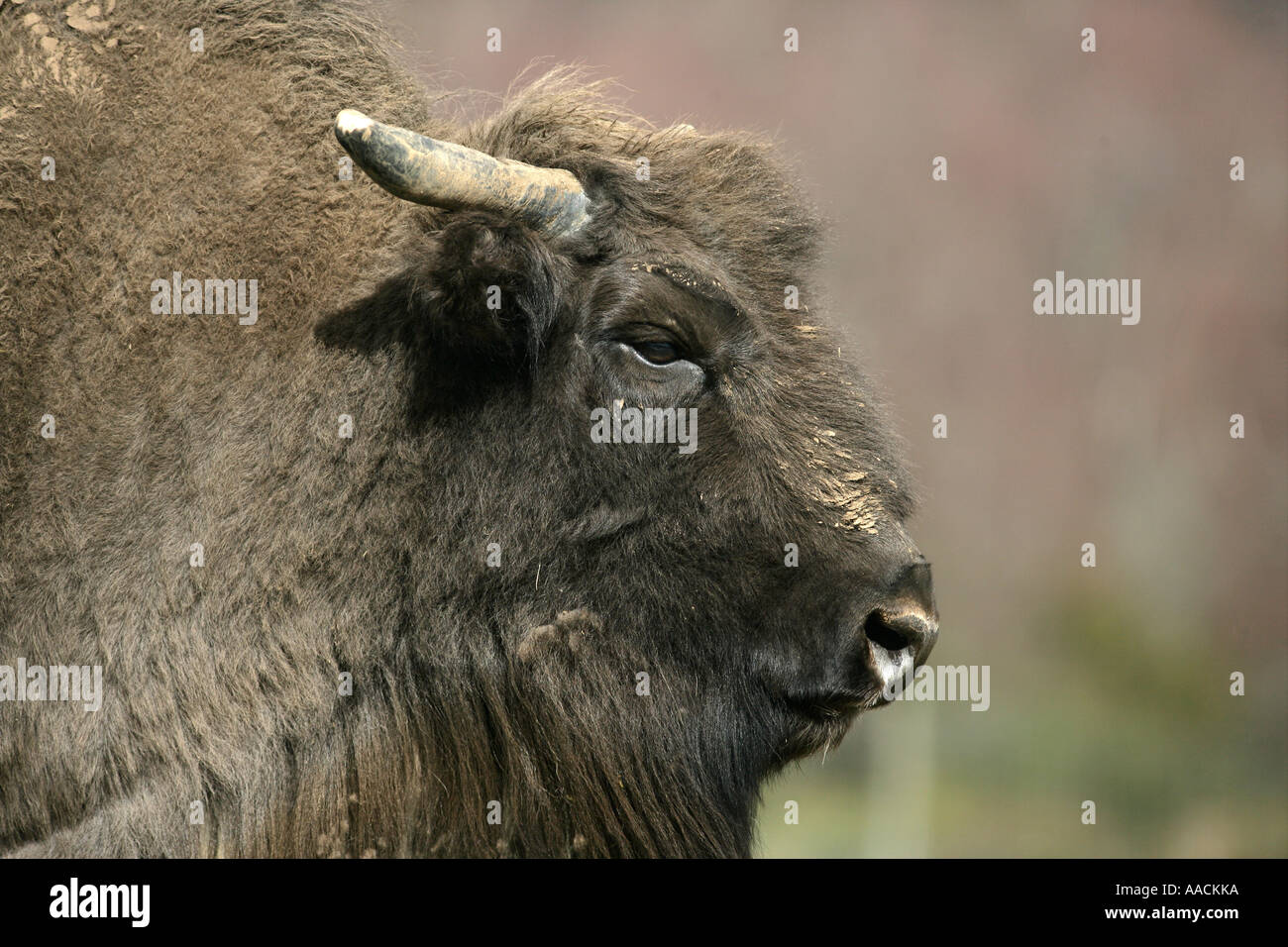 EUROPEAN BISON Bison bonasus Stock Photo