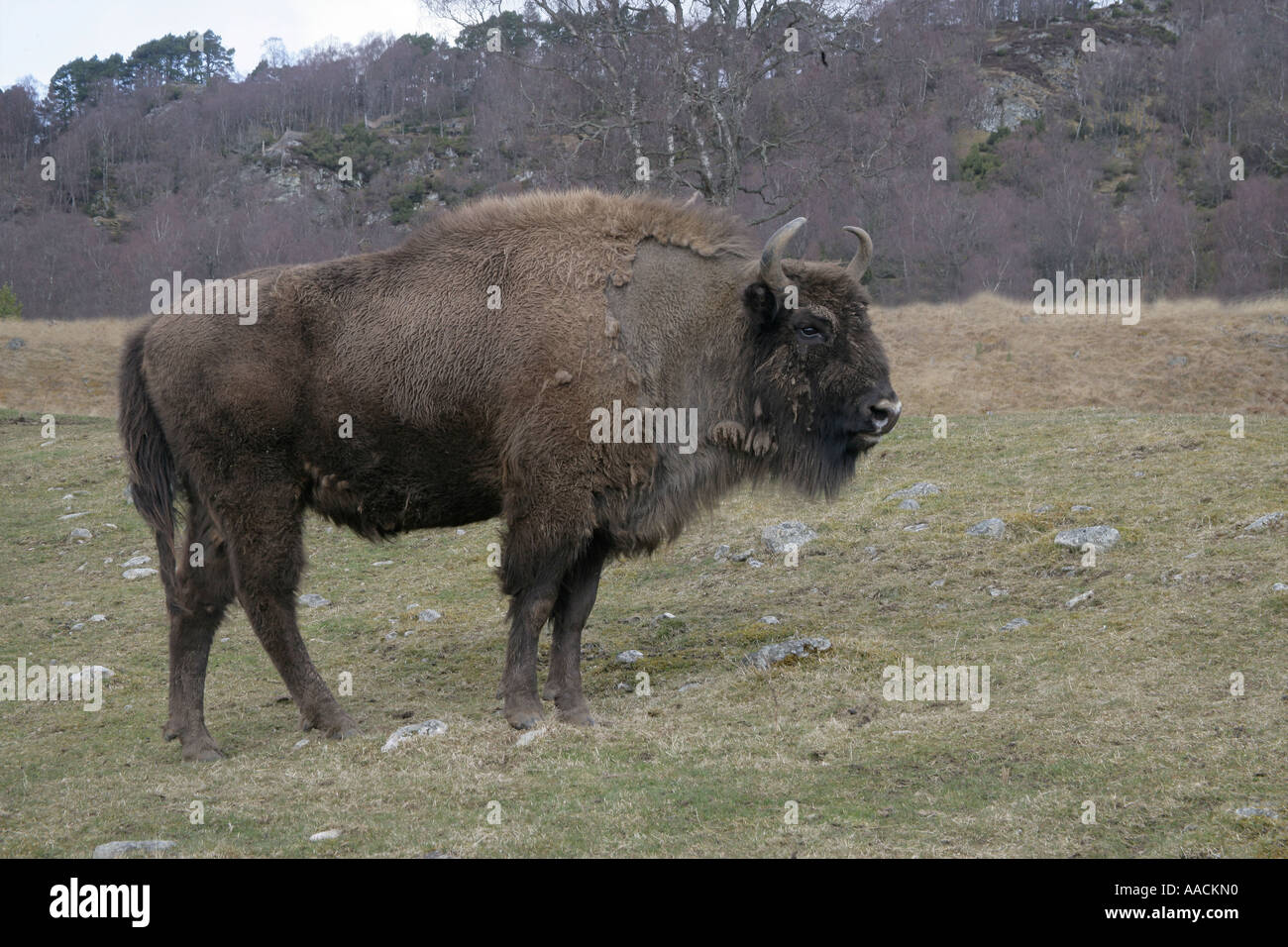 EUROPEAN BISON Bison bonasus Stock Photo