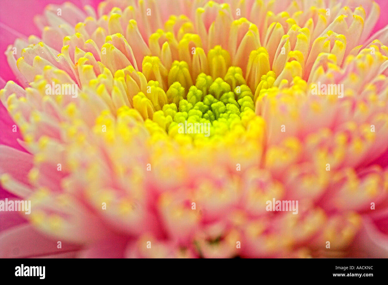 Budding chrysanthemum hi-res stock photography and images - Alamy