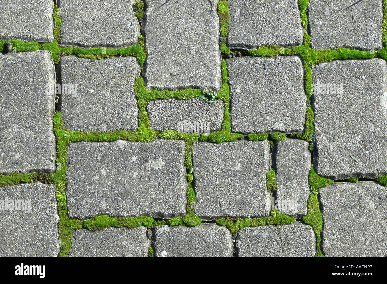 pavement with moss Stock Photo Alamy