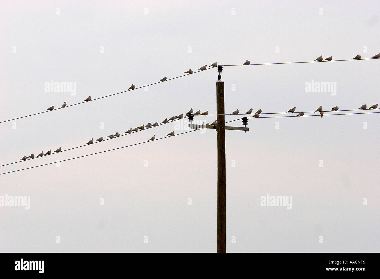 Birds on a power supply line Stock Photo