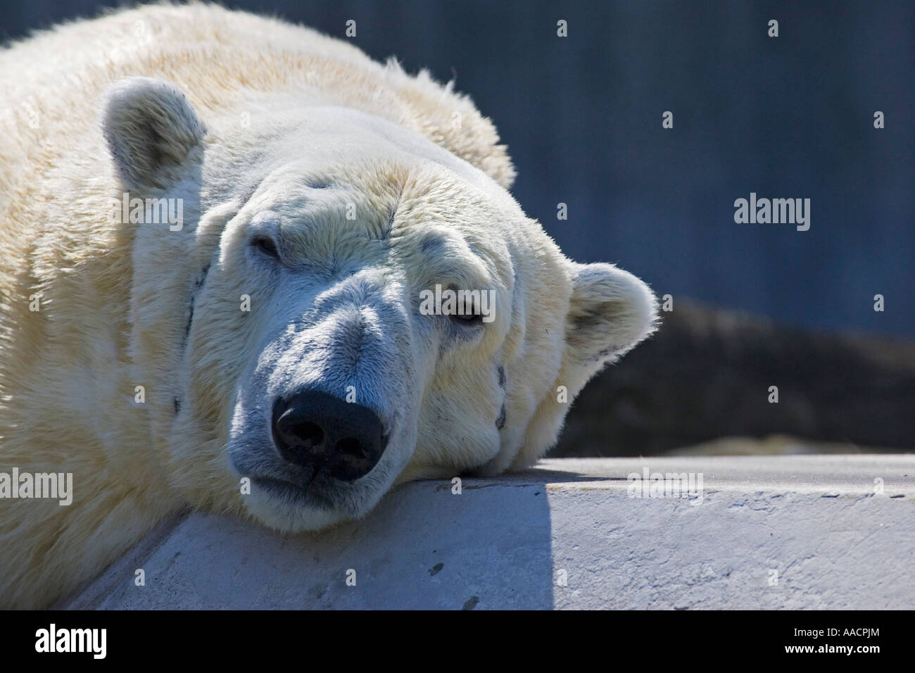 Polar Bear (ursus maritimus), portrait Stock Photo