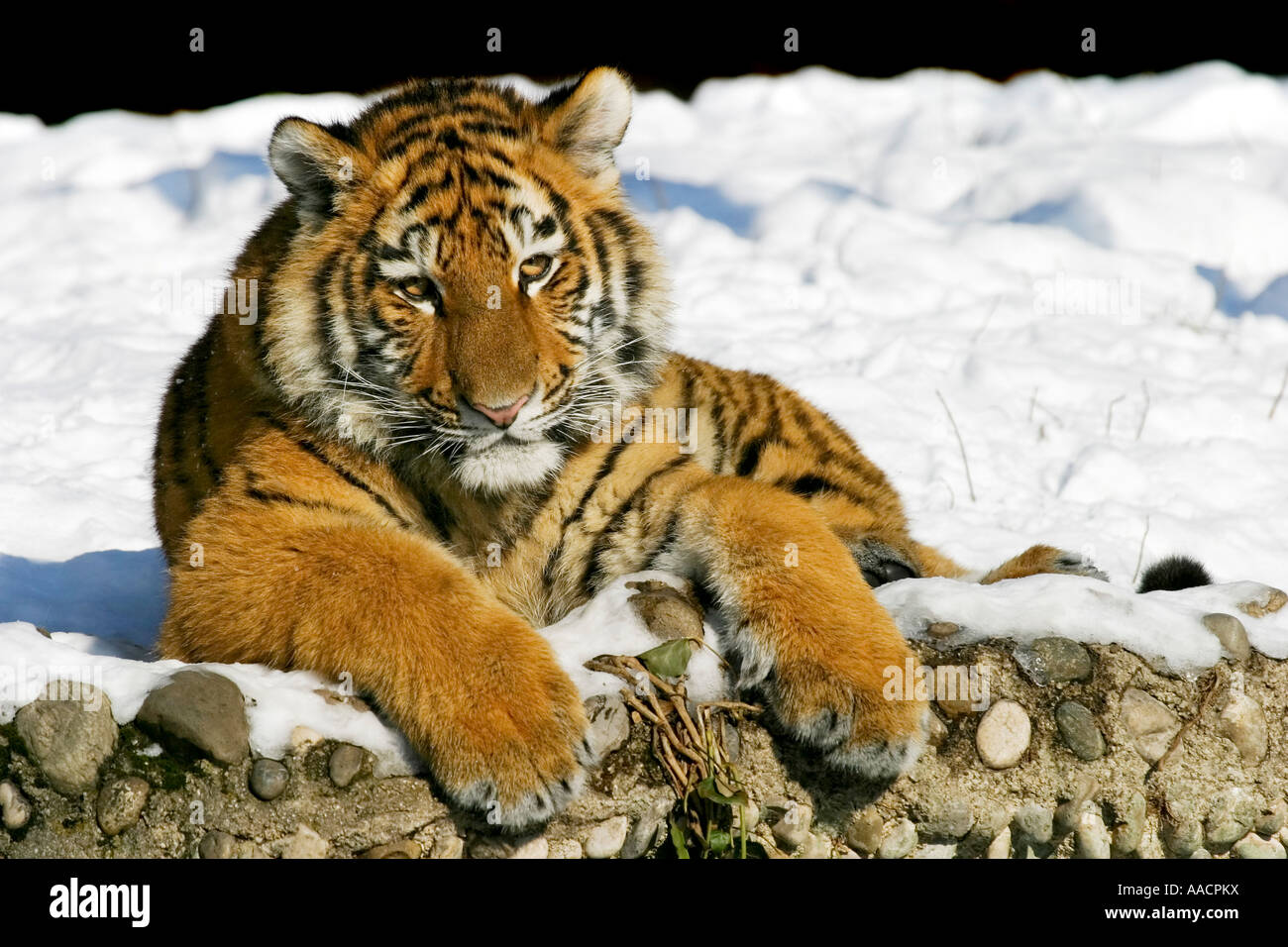 Young Sibirian Tiger (Panthera tigris altaica) in snow Stock Photo