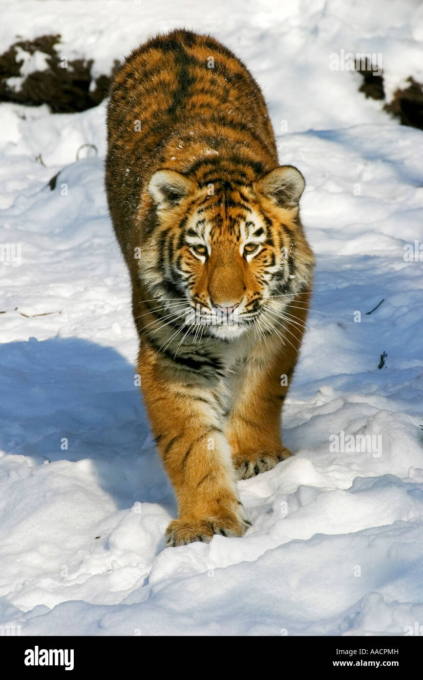 Young Sibirian Tiger (Panthera tigris altaica) in snow Stock Photo