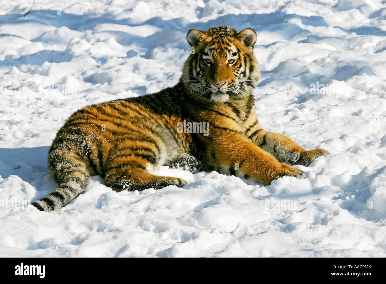 Young Sibirian Tiger (Panthera tigris altaica) in snow Stock Photo