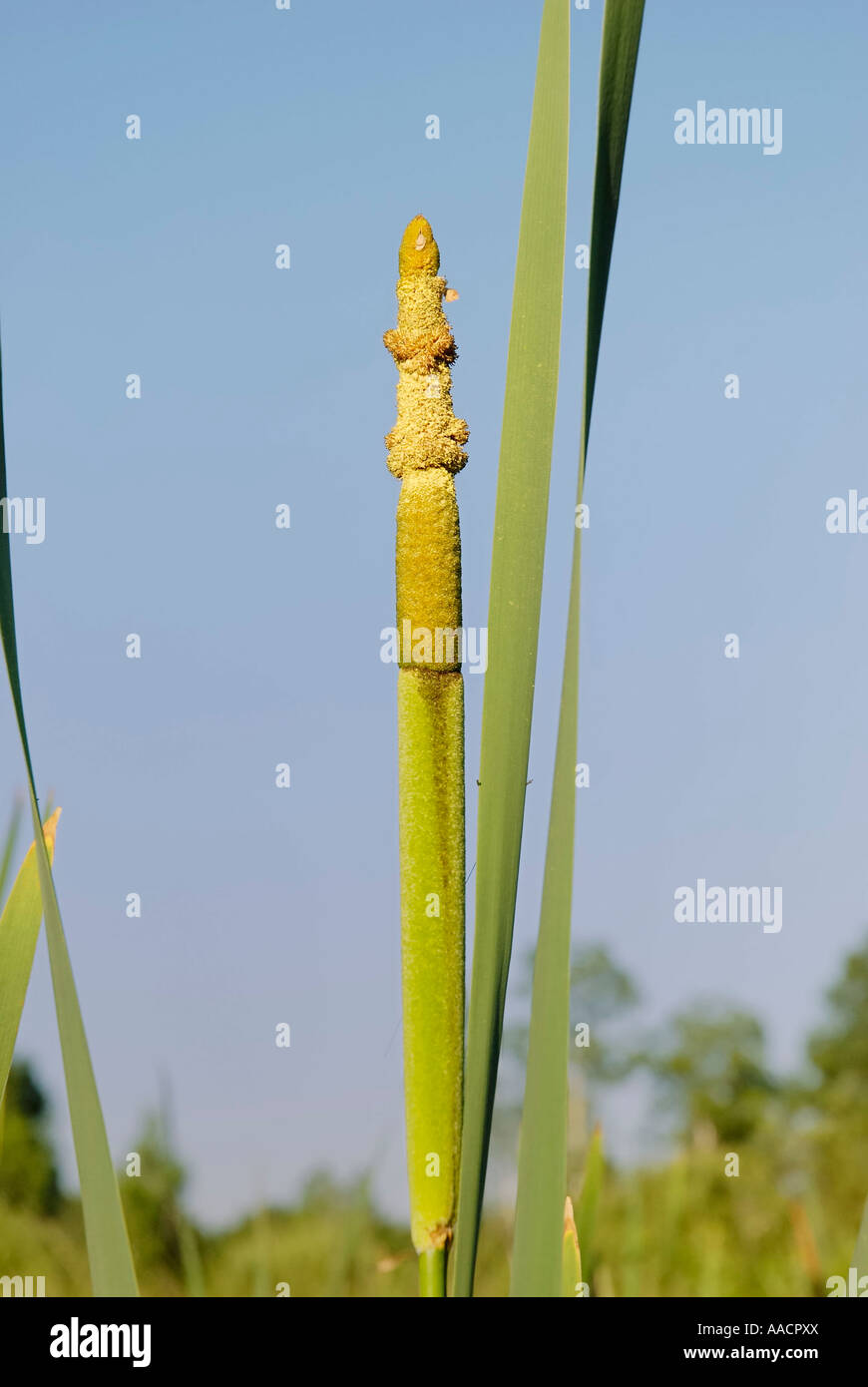 Blooming Typha latifolia L. Typhaceae with male pollenflowers at the top, Stock Photo