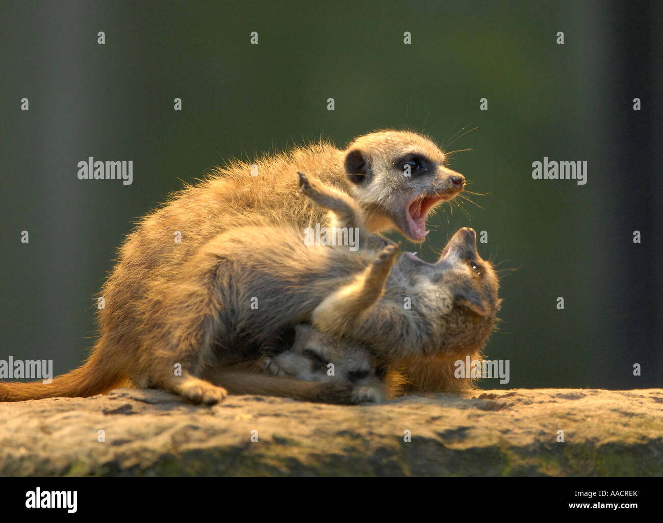 Young meerkats (Suricata suricatta) at play Stock Photo