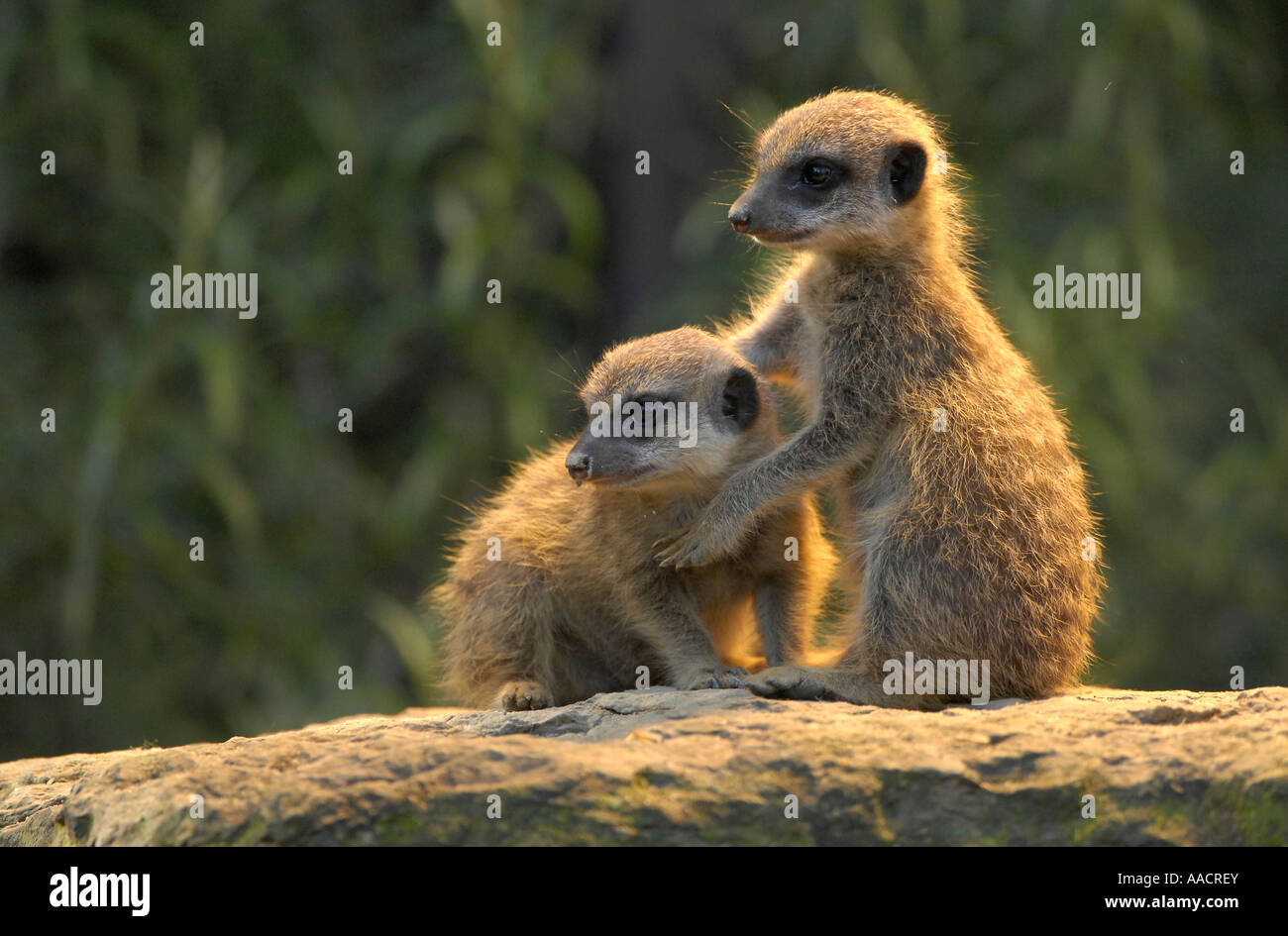 Young meerkats (Suricata suricatta) Stock Photo